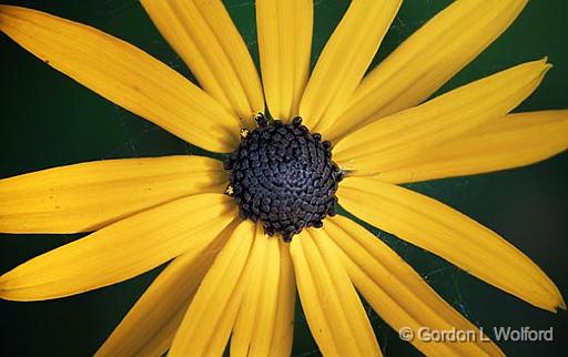 Black-eyed Susan_07900.jpg - Photographed near Carleton Place, Ontario, Canada.